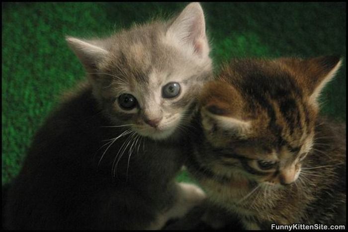 2_Little_Kittens.jpg