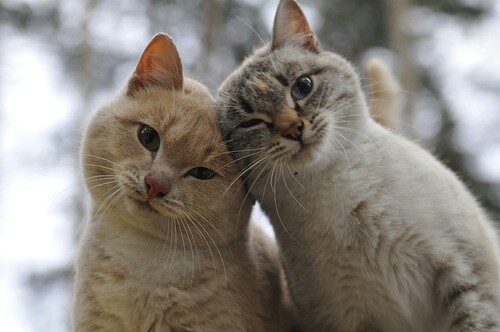 adorable-cat-couple-cute-Favim.com-2384600.jpg
