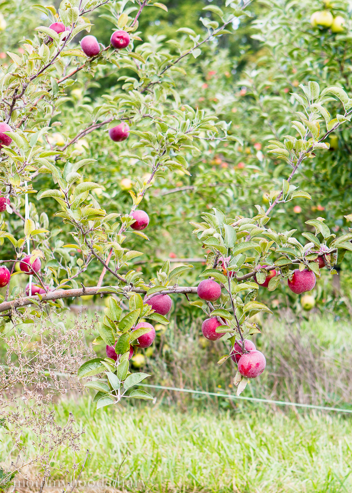 Apple-Picking-3.jpg