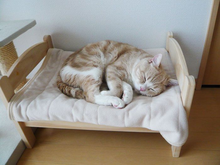 Cat-nap..jpg