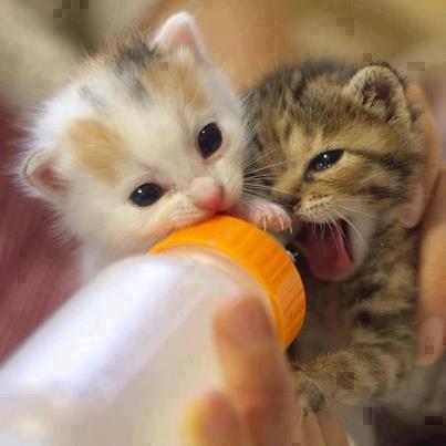 cute-baby-newborn-kitten-drinking-bottle.jpg