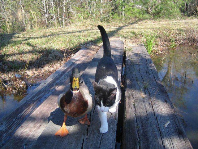 Duck_-_Cat.jpg