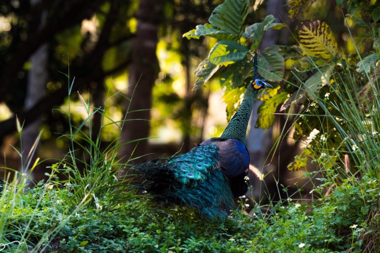 green-peafowl-flourish-in-thailands-northern-forests-but-conflict-looms-mongabay-com-1.jpg