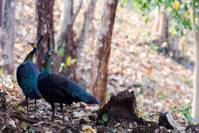 green-peafowl-flourish-in-thailands-northern-forests-but-conflict-looms-mongabay-com-4.jpg