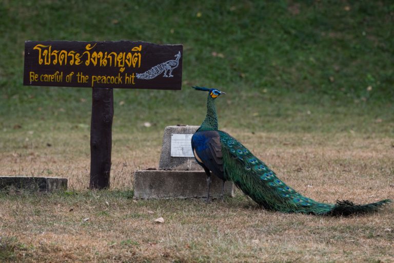 green-peafowl-flourish-in-thailands-northern-forests-but-conflict-looms-mongabay-com-5.jpg