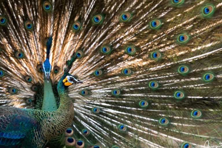 green-peafowl-flourish-in-thailands-northern-forests-but-conflict-looms-mongabay-com.jpg
