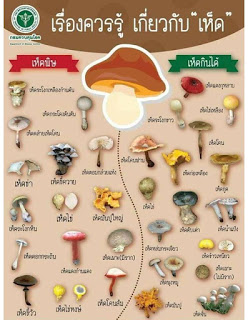 mushroom.jpg