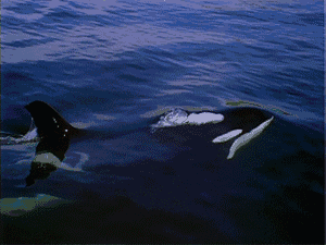 orca-killer-whale-animated-gif-16.gif