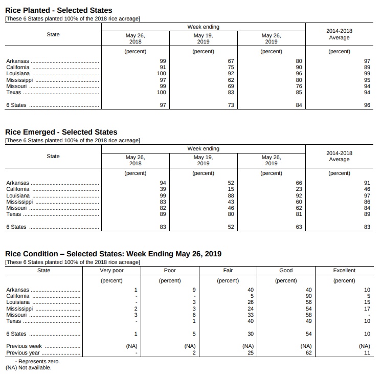 rice-planted-emerged-condition-by-may-26-2019.jpg