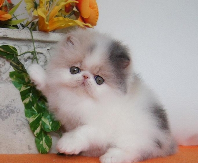 -two-adorable-loveable-persian-kittens-ready-for-new-homes--4f994ce7458567689779.jpg